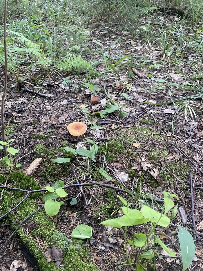 Tell me what kind of mushrooms - My, Mushrooms, Mushroom pickers, Question, Longpost