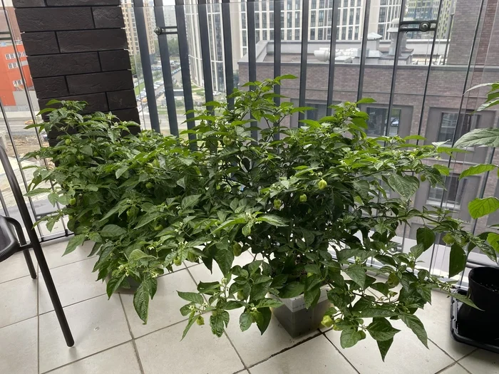 Peppers on the balcony - My, Habanero, Carolinian Reaper, Carolina Reaper, Chile, Hot peppers, Pepper, Chilli, Grover, Longpost