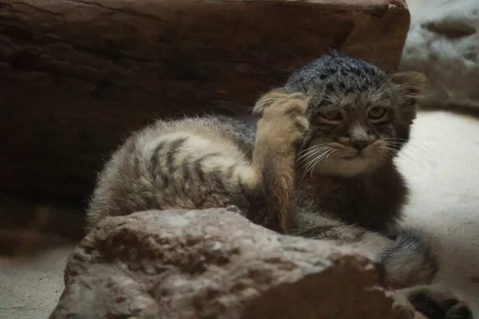 Hello, courier, where is my breakfast? - Pallas' cat, Wild animals, Predatory animals, Zoo, Cat family, Small cats, Young, Hoba