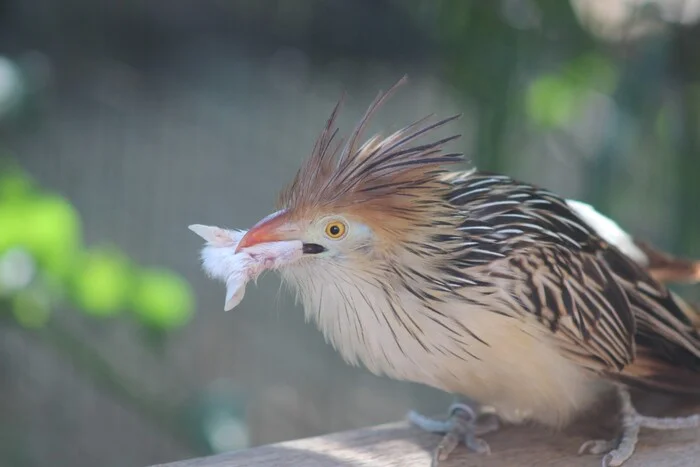 Unknown krakozebra - My, Birds, Zoo, Prague Zoo, Prague, Czech, The photo