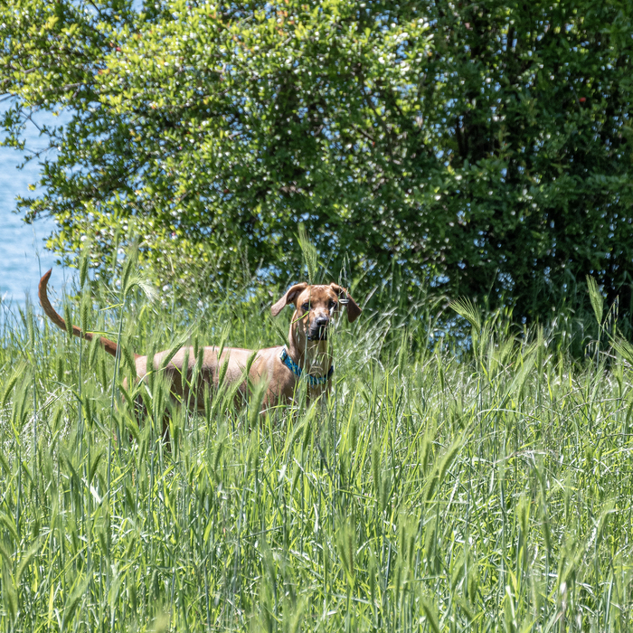 Собаки на улице 33