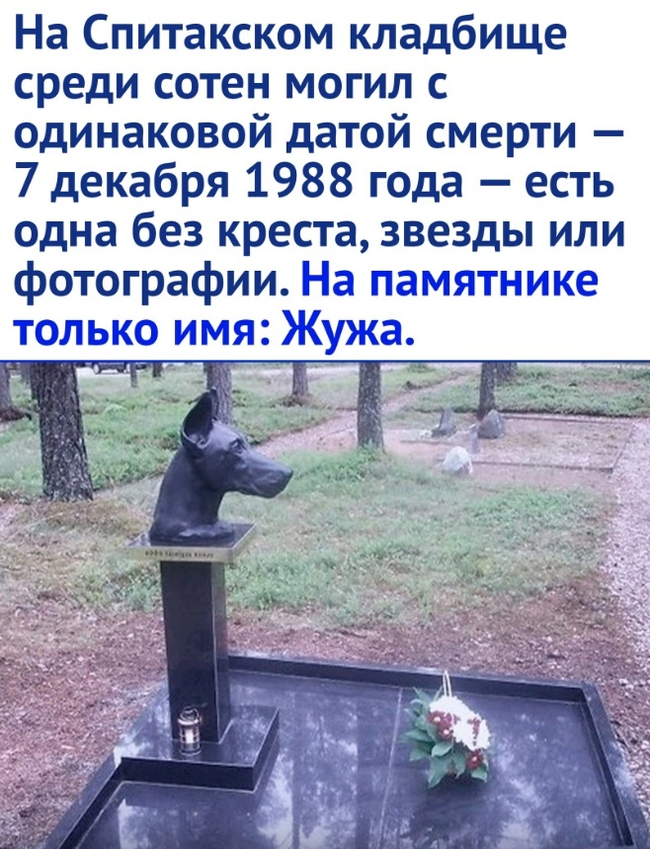 True friend - Armenia, Spitak, Earthquake, Dog, Animals, The rescue, Picture with text, Longpost, Repeat