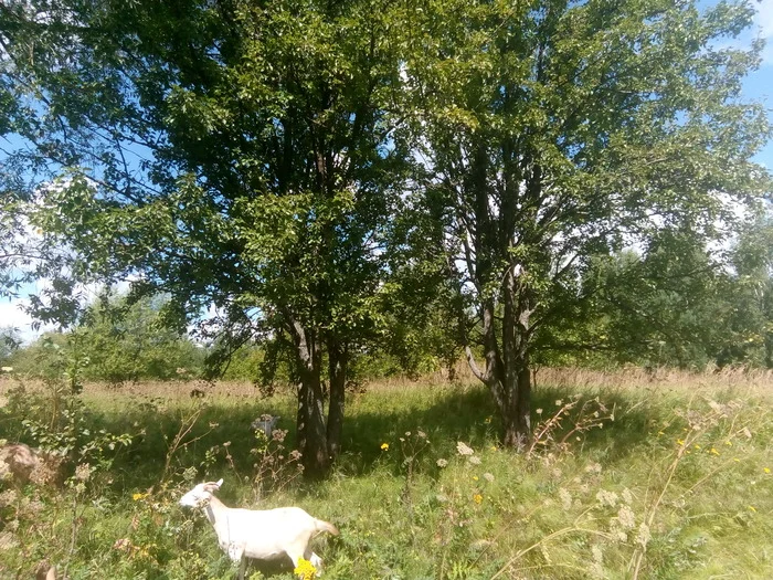 About trees - My, Village, Life stories, Village, Family, Сельское хозяйство, Tree, Pear, Oak, Rowan, Gardens, Floodplain, Nature, Video, Vertical video, Longpost