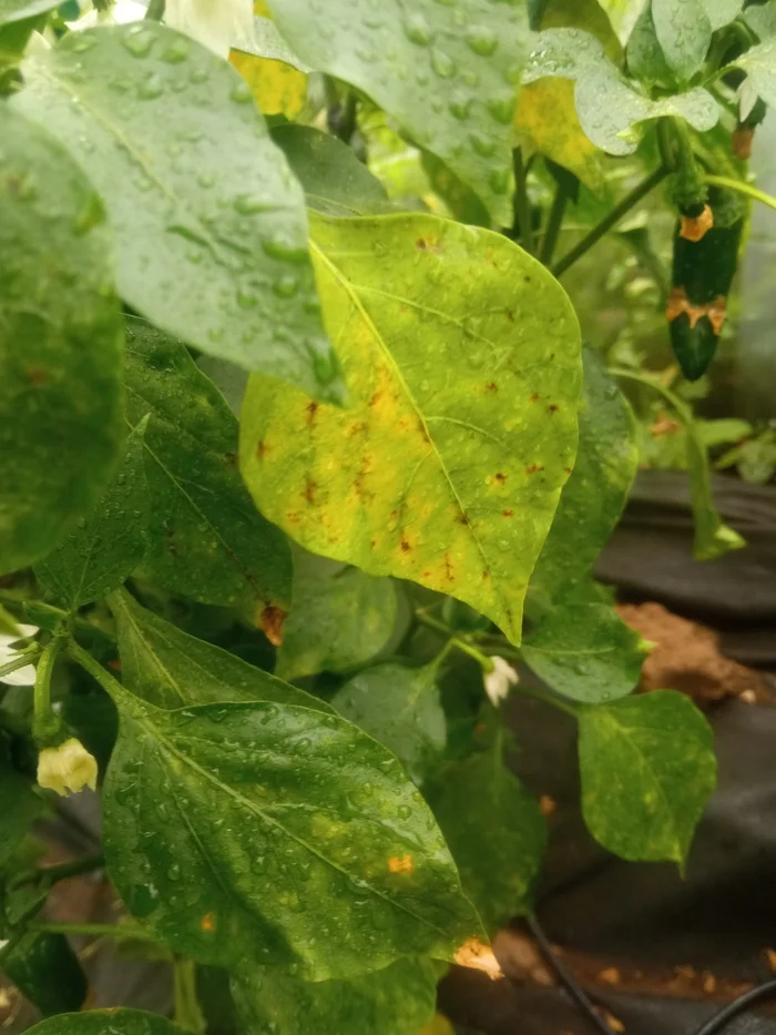 Trouble in the greenhouse - Hot peppers, Gardening, Garden, Pepper, Plants, Disease, Longpost