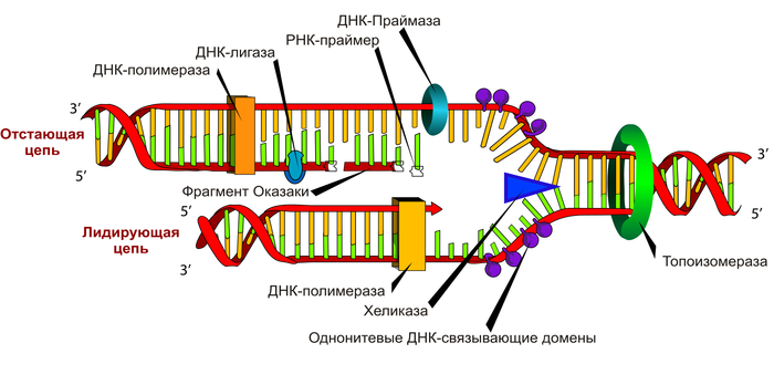 Немного о бесполезной науке - Моё, Наука, Исследования, История (наука), Длиннопост, Ученые