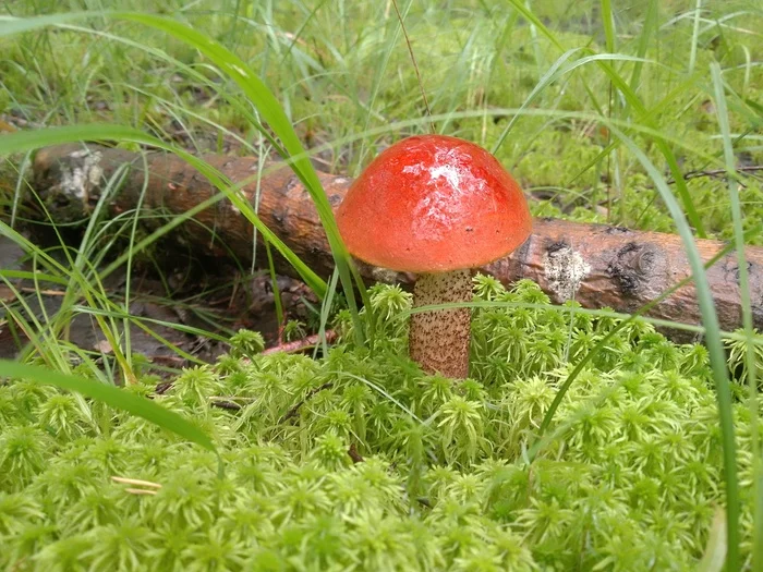 Forest beauty - My, Mushrooms, Forest, beauty, Longpost, Walk in the woods, The photo, Nature