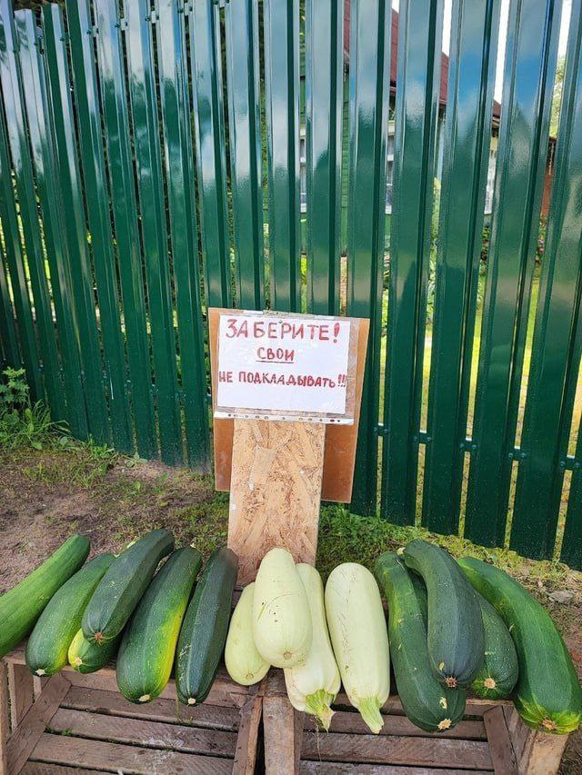 It's time for zucchini - The photo, Zucchini, Vegetables, Longpost, Repeat