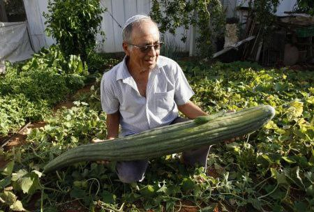 It's time for zucchini - The photo, Zucchini, Vegetables, Longpost, Repeat