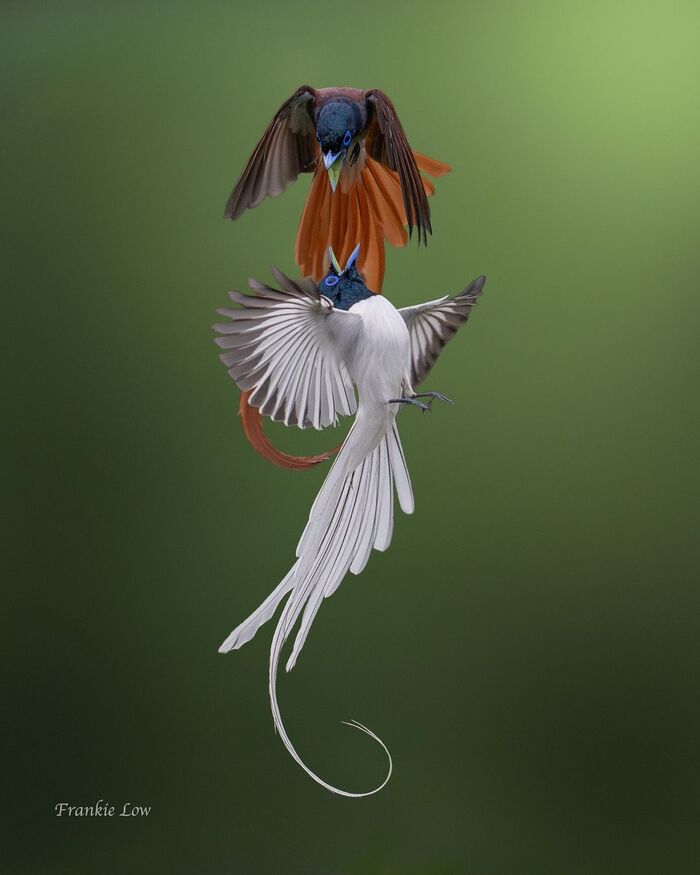 Амурские райские мухоловки.