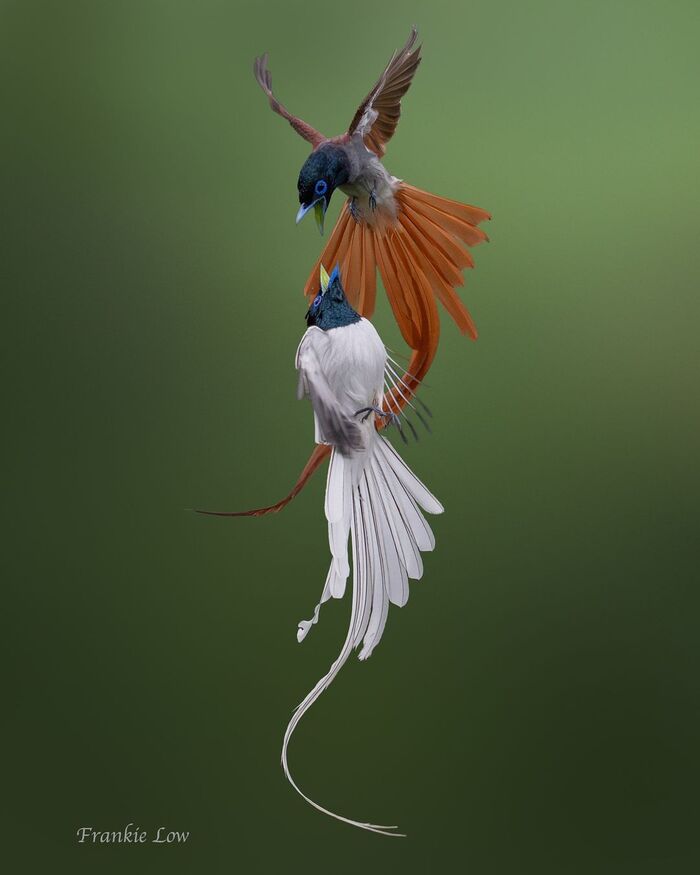 Амурские райские мухоловки.