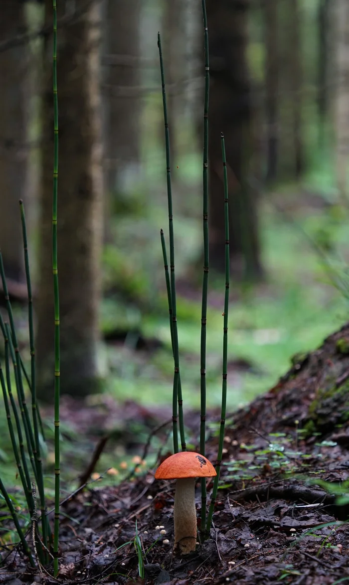 Fresh mushrooms - My, Mushrooms, Porcini, Boletus, The photo, Longpost