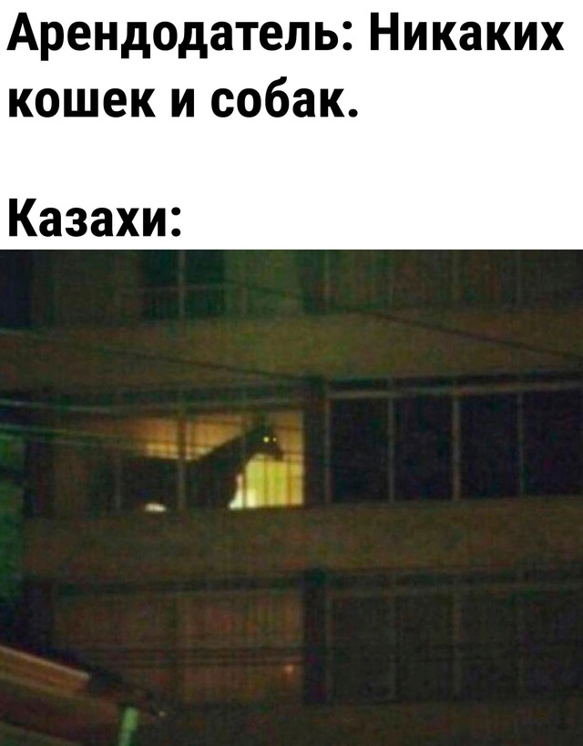 Kazakhs - From the network, Picture with text, Humor, Horses, Balcony