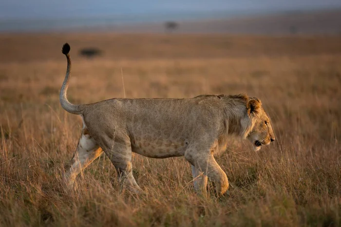 Specks - a lion, Spots, The photo, Alexey Osokin, Big cats, Predatory animals, Wild animals, Cat family, wildlife, Telegram (link)