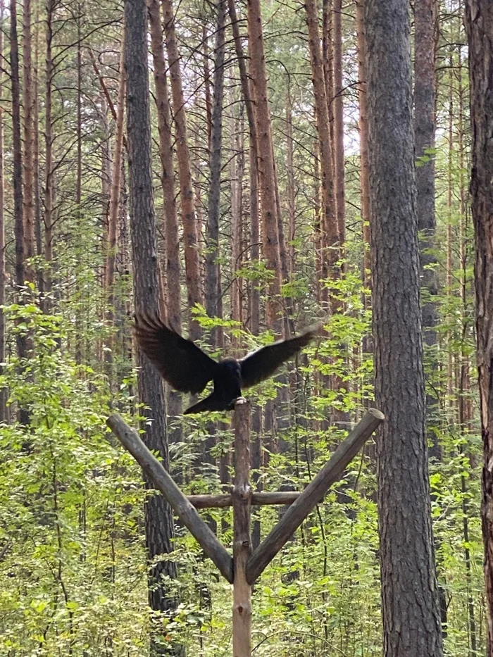 Help identify an important bird - My, Birds, Crow, Crow, Video, Vertical video, Longpost