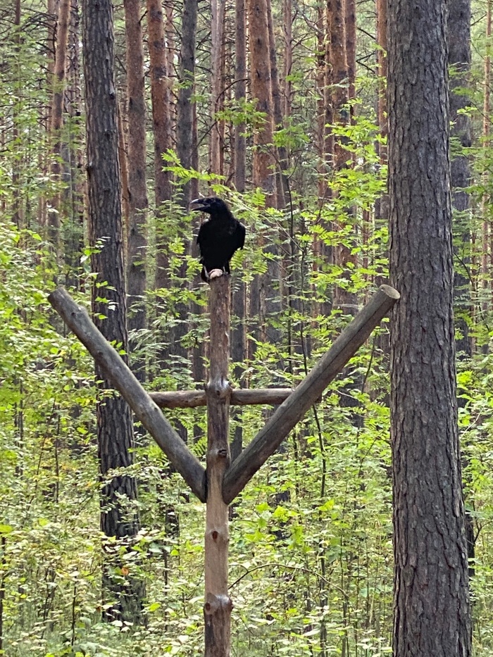 Помогите опознать важного птица