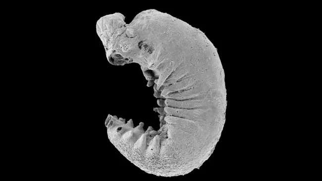 Remains of 500-million-year-old larva with preserved brain found - Evolution, The science, Planet Earth, Animals