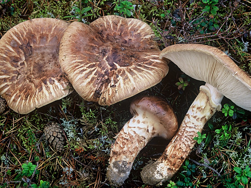 Russians were reminded of fines and prison terms for mushrooms - Lenta ru, news, Mushrooms, Red Book, Criminal liability