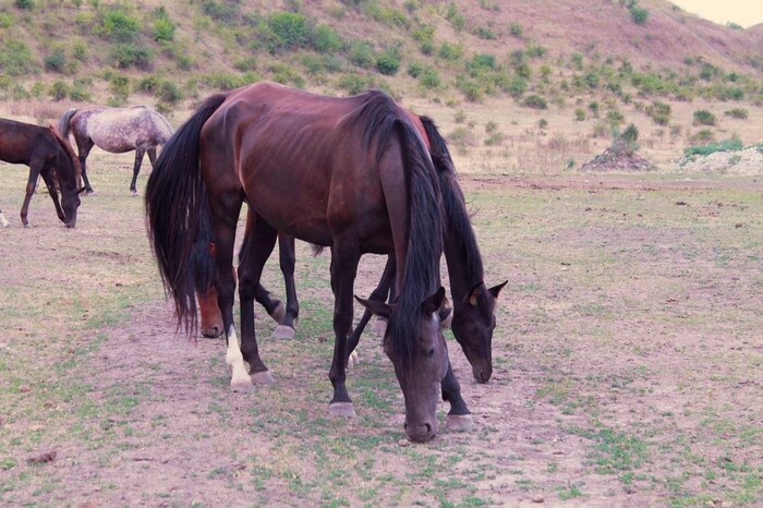 Кто, где, как