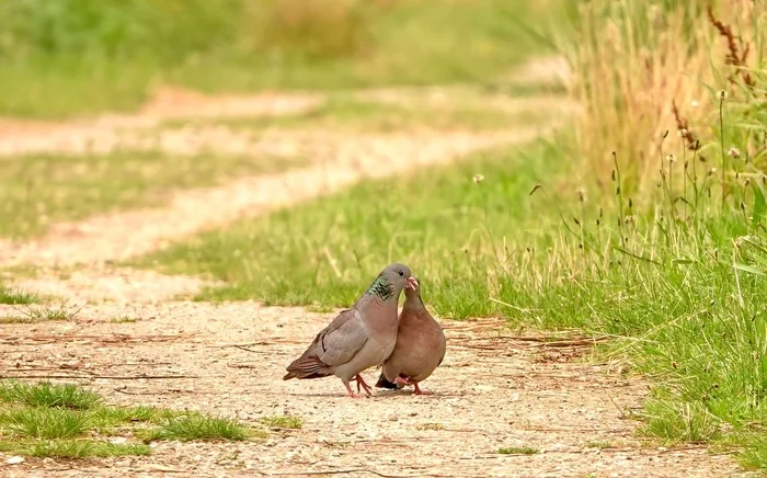 Summer doves - My, The photo, Netherlands (Holland), Nature, Birds, Summer, Pigeon