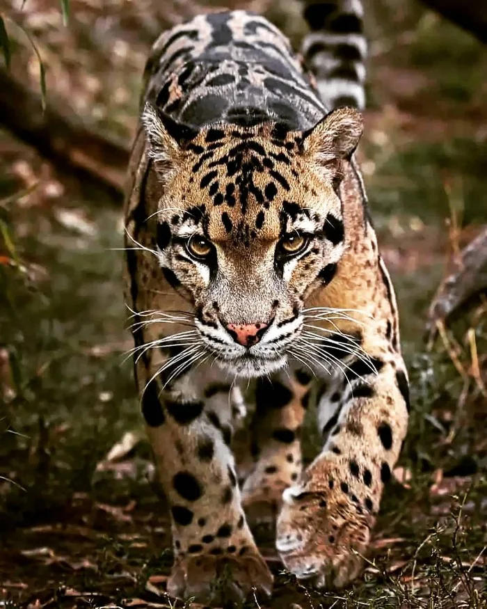 August 4 is International Clouded Leopard Day - Clouded leopard, Big cats, Cat family, Predatory animals, Wild animals, Zoo, The photo, International day