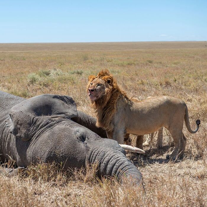 Luxurious lunch - a lion, Big cats, Cat family, Predatory animals, Wild animals, wildlife, National park, Serengeti, Africa, The photo, Mining, Carcass, Elephants