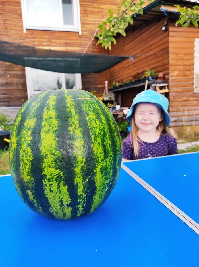 The first watermelon in Siberia has ripened! 9 kg. Very sweet! - My, Village, Сельское хозяйство, Watermelon, North, Longpost