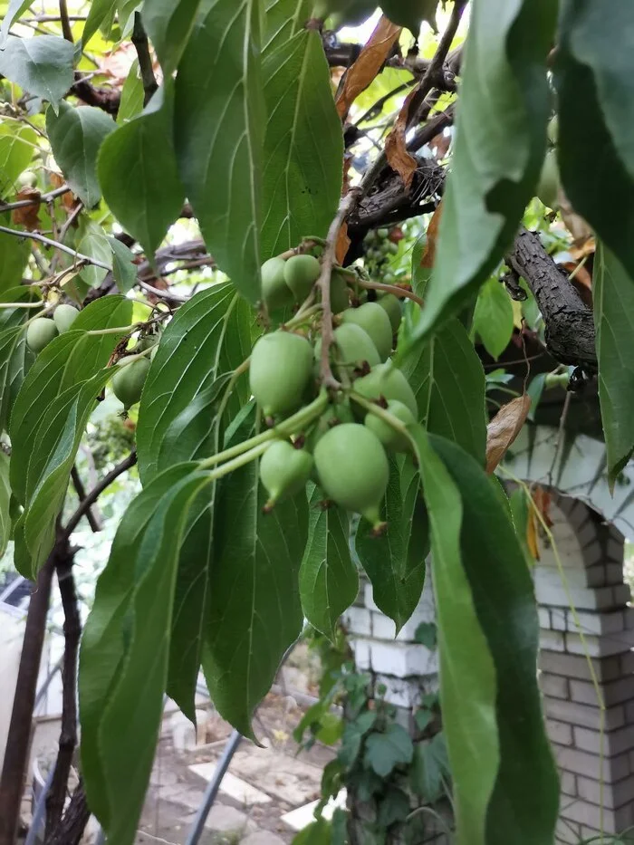 What kind of tree is this? - My, Tree, Question, Fruit trees, Botany, Images