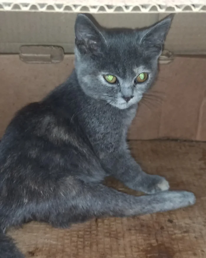 We have a new girl - My, Animal Rescue, cat, Homeless animals, Shelter, Overexposure, Animal shelter, No rating, Volunteering, Kittens, Telegram (link), Charity, Cat lovers, Fluffy, Negative, Kindness, The rescue