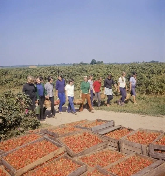 Lithuanian SSR - Ukmerge region - Harvesting rose hips at the Leonpolis state farm - Photo Marius Baranauskas, 1973 - the USSR, Harvesting, Sovkhoz, Field, Cleaning, Lithuanian SSR, Weather, Village, Retro, Made in USSR, Childhood in the USSR, Memories, Film, Memory, Childhood memories, 70th, Telegram (link)