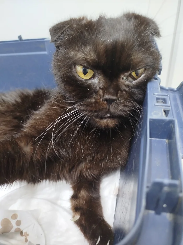 The story of the cat Viti, with a pelvic fracture and pneumonia. Help is needed - My, cat, No rating, Animal Rescue, Negative, Vertical video, Veterinary, Video, Longpost