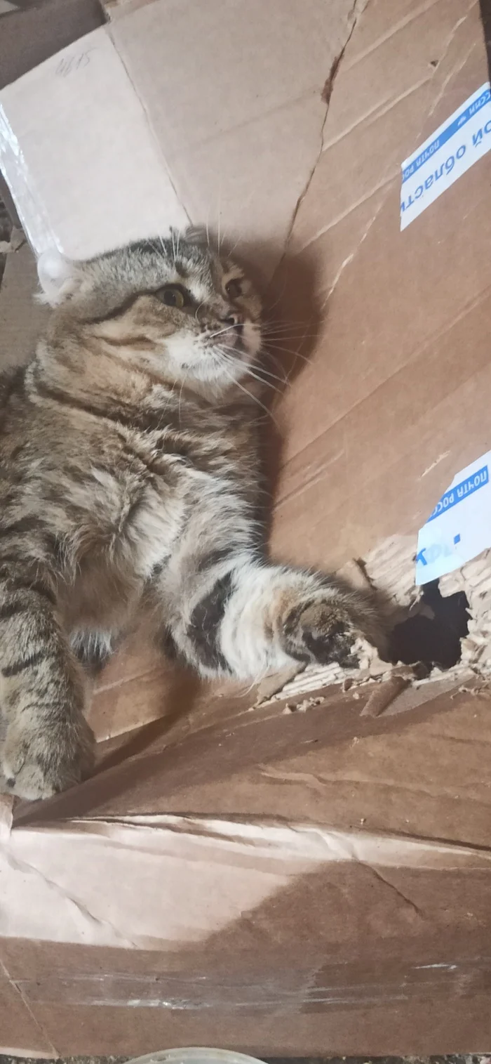 Buba guts the box - My, Animal Rescue, Homeless animals, cat, Shelter, Overexposure, No rating, Telegram (link), Volunteering, Cat lovers, The rescue, Fluffy, Charity, Kindness, Longpost