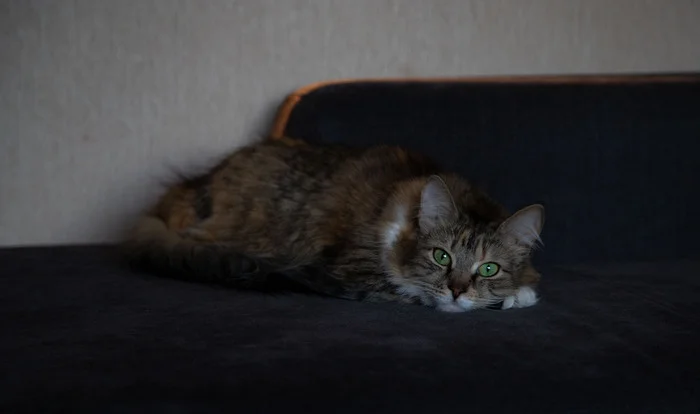 Maryska - Tricolor cat, Tramp, House, Family, cat