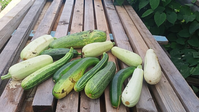 ������ ��������