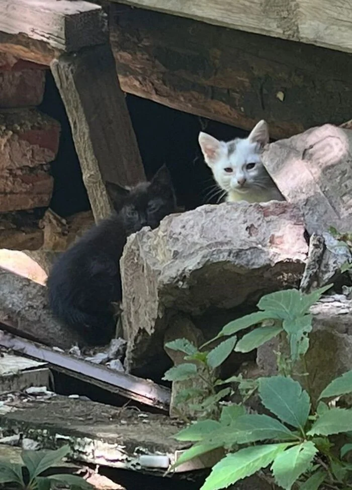 На улице выживают кошечка и два котёнка - Моё, Кот, Котята, Без рейтинга, Длиннопост, В добрые руки, Бесплатно, Малые кошки, Кошатники, Приют для животных, Домашние животные, Бездомные животные, SOS, Видео, Без звука, Вертикальное видео