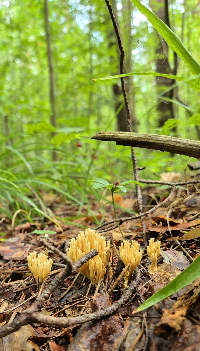 Weekend walk - My, Leningrad region, Mushrooms, Mobile photography, Samsung Galaxy, Tree, Longpost