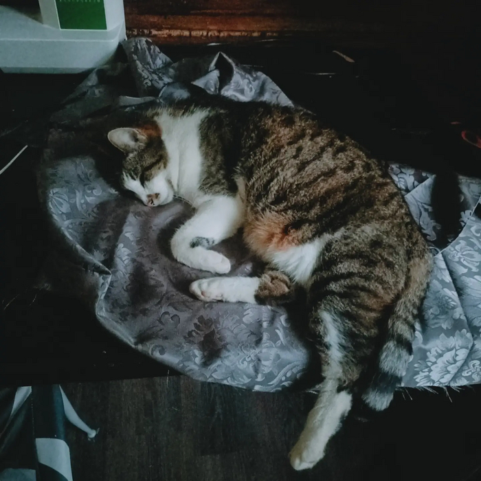 Просто милое фото кота за швейным делом