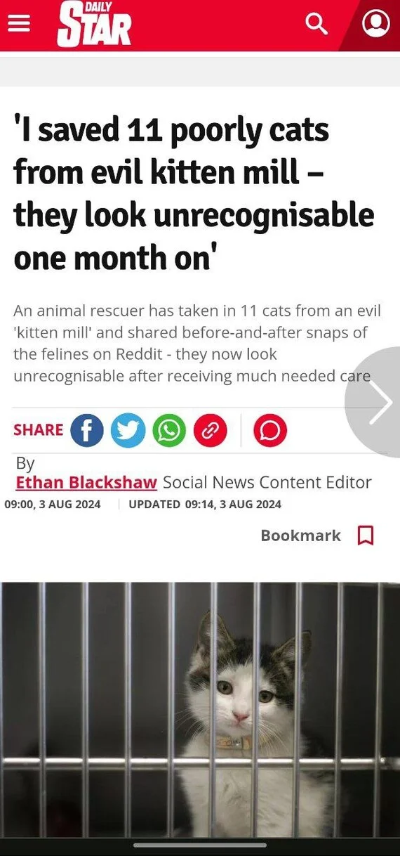 The Daily Star, a popular tabloid in Britain, wrote an article about how I rescued munchkins from hellish breeding (thanks for your support, friends) - My, Helping animals, Vertical video, Tosno, cat, Animal Rescue, Daily Star, Tabloids, Longpost