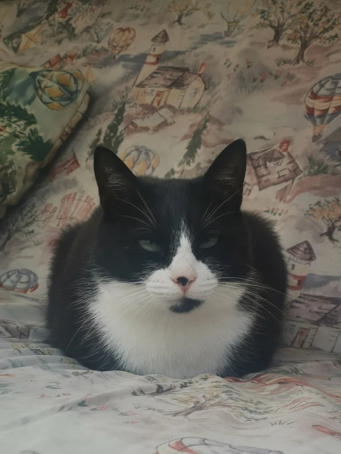 Loafing - My, cat, Baton