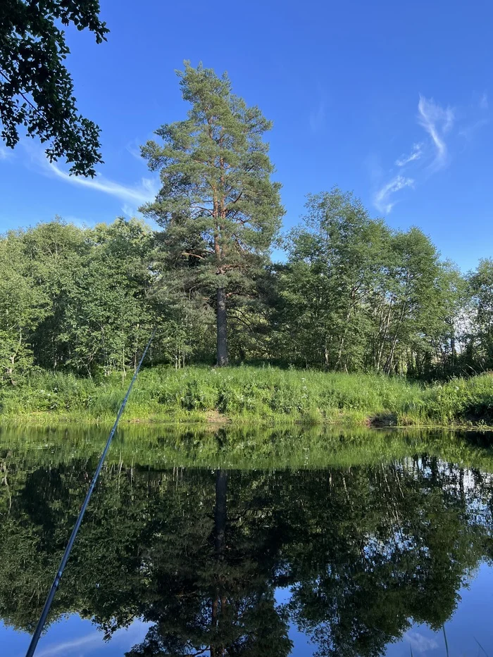 They pollute the river in the Luga region - Leningrad region, Ecology, Luga district, VKontakte (link), Longpost