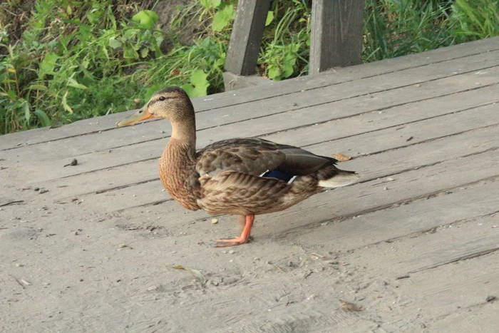 Ducks - My, The photo, Summer, The nature of Russia, Evening, Wild ducks, Duck, Longpost