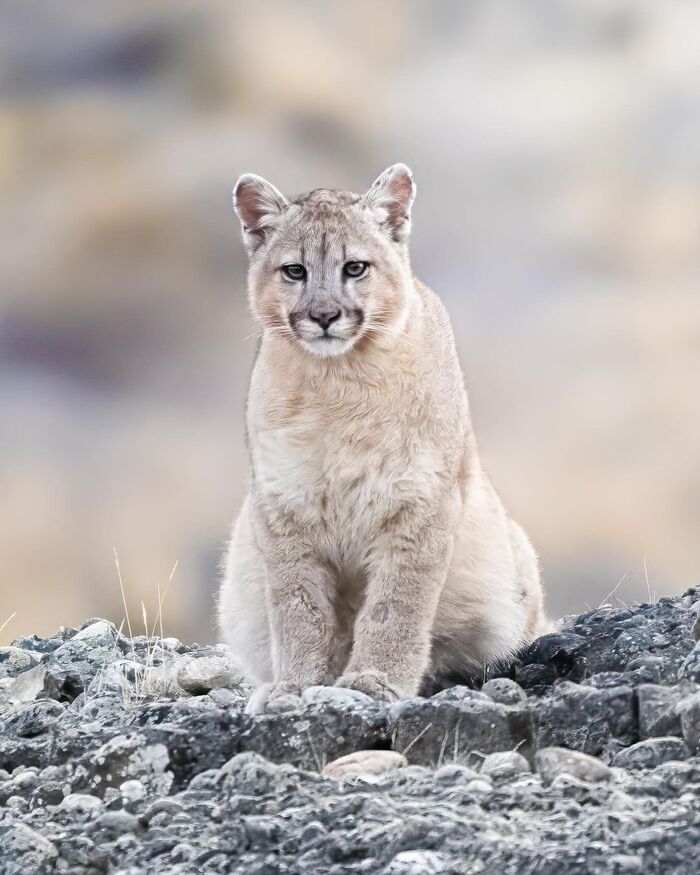 Детёныш пумы, ожидающий маму