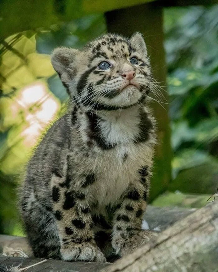 Children's portrait of Bois - Wild animals, Predatory animals, Cat family, Zoo, Big cats, Clouded leopard, Young, The photo