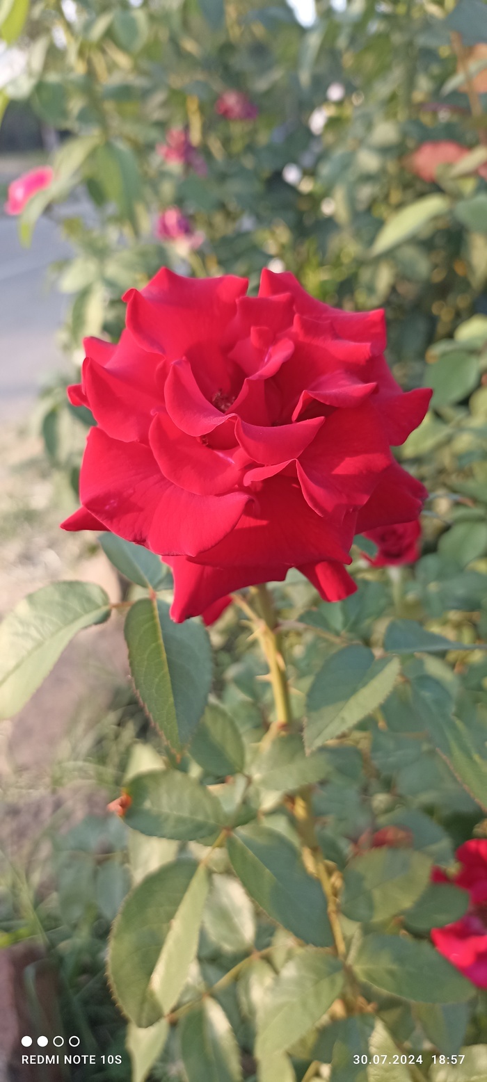 �������, �������