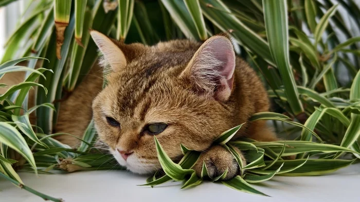 In the jungle - My, Milota, cat