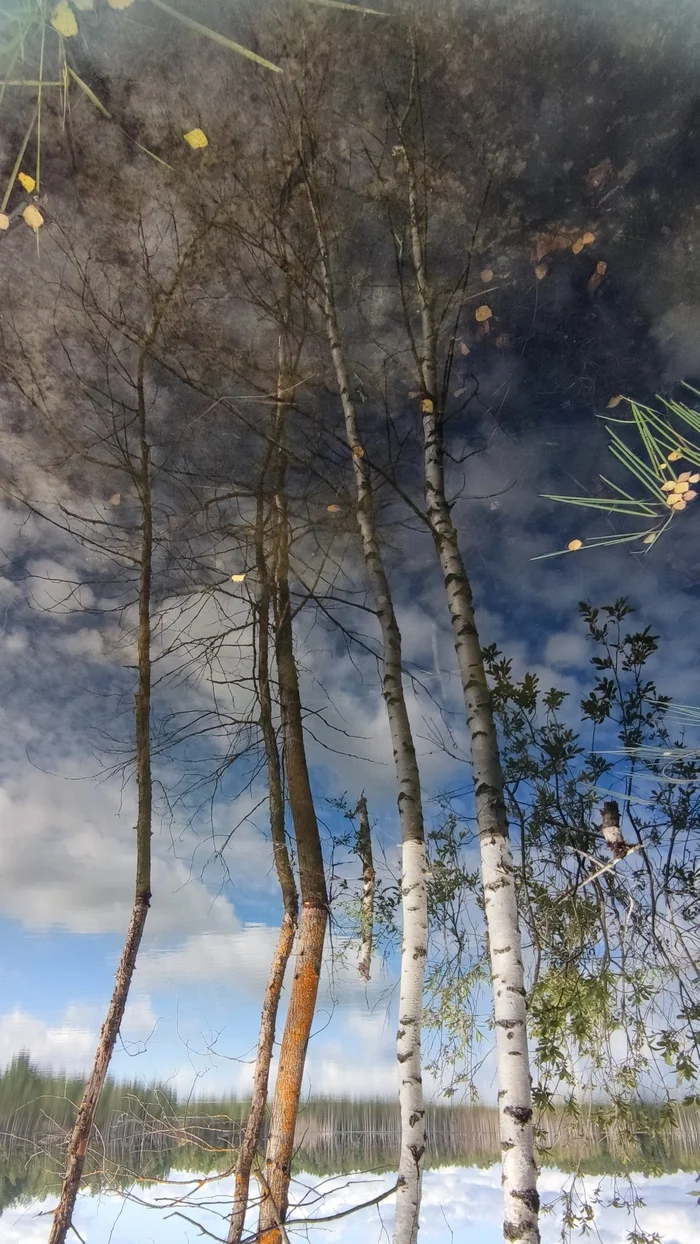 Drowned birches - My, Mobile photography, Elektrogorsk, Travel across Russia, Birch, Travels, Nature, Reflection