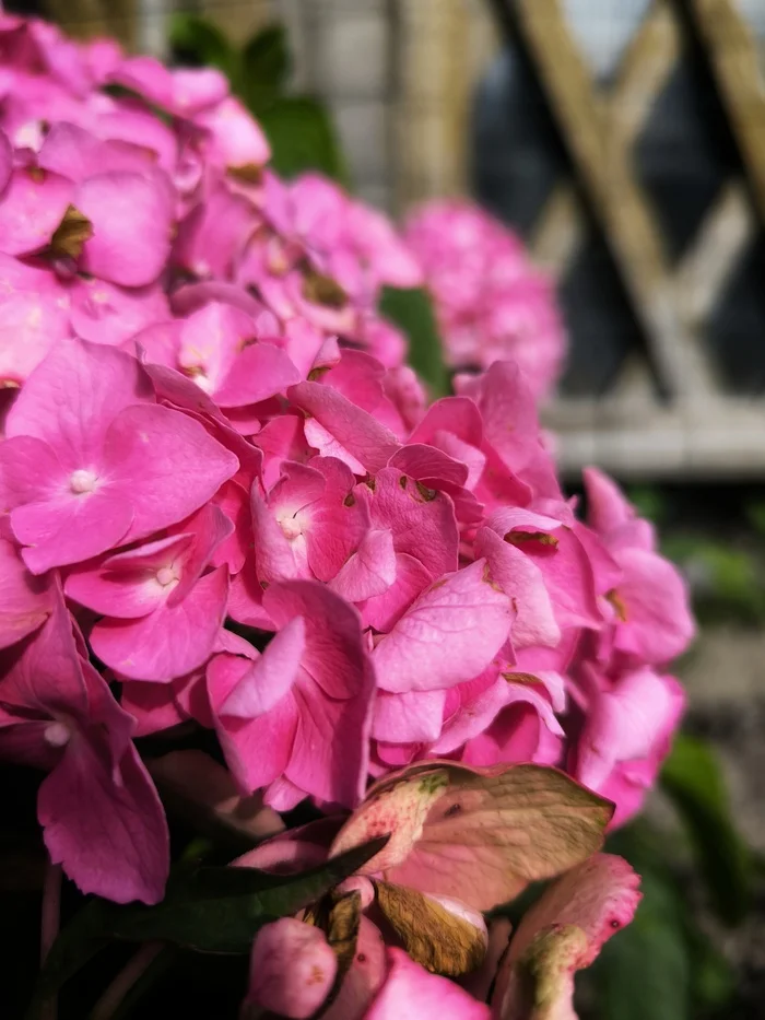 Everyone has their own August in their eyes - My, Hydrangeas, Bloom, Macro photography, Plants, Flowers, August, Mobile photography, Photo on sneaker, Aesthetics, Garden, Summer, Longpost