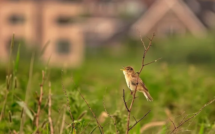 marsh warbler - My, The photo, Netherlands (Holland), Nature, Birds