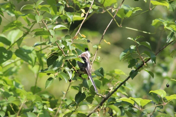 A few halpers - My, Long-tailed, Birds, Milota, Prague, Czech, Longpost, The photo