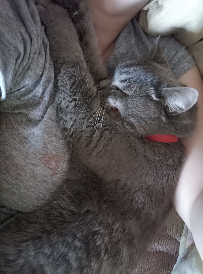 Кот. Больница. Профнастил