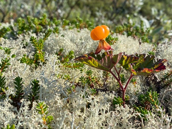 I love my Arctic - My, The photo, Mobile photography, Kola Peninsula, Hills, Murmansk, Murmansk region, Cloudberry, Longpost